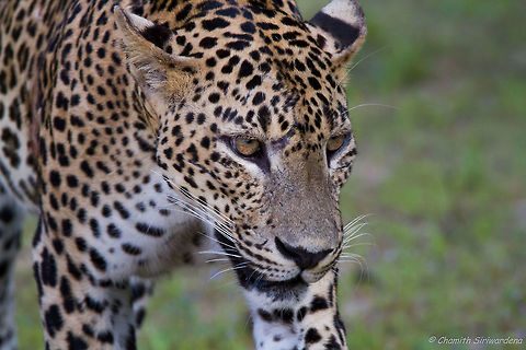 a carnivorous cat for adoption ? A Sri Lankan Leopard (panthera pardus kotiya) in Wilpattu National Park Geotagged,Panthera pardus kotiya,Sri Lanka,Sri Lankan Leopard,Winter,cats,leopard,nature,wildlife,wilpattu