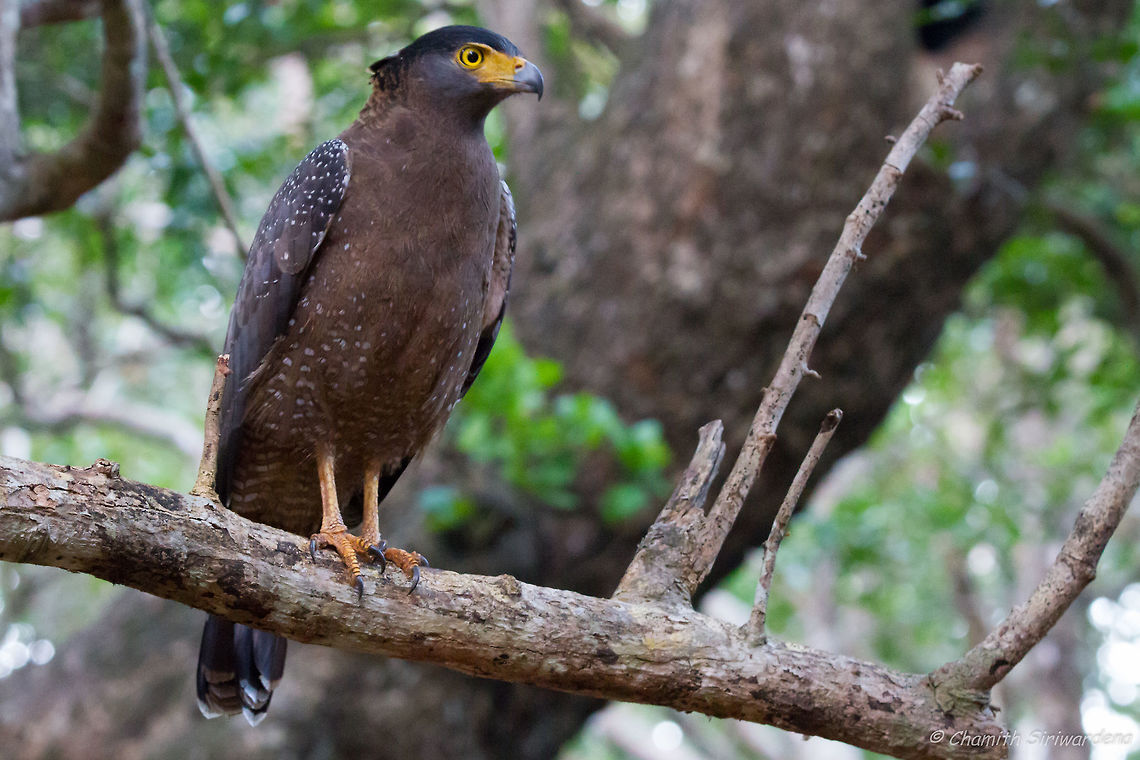 a watchful wait for a perfect breakfast A Crested Serpent Eagle (Spilornis Cheela) in Wilpattu National Park, Sri Lanka Crested Serpent Eagle,Geotagged,Spilornis cheela,Sri Lanka,Winter,nature,sri lanka,wildlife,wilpattu,wilpattu national park