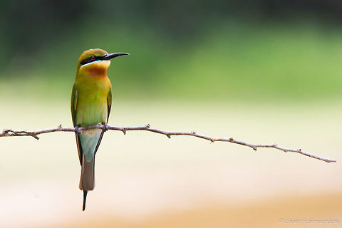the meditating flying creature A Bee Eater in Wilpattu, National Park, Sri Lanka Blue-tailed Bee-eater,Geotagged,Merops philippinus,Sri Lanka,nature,wildlife,wilpattu,wilpattu national park
