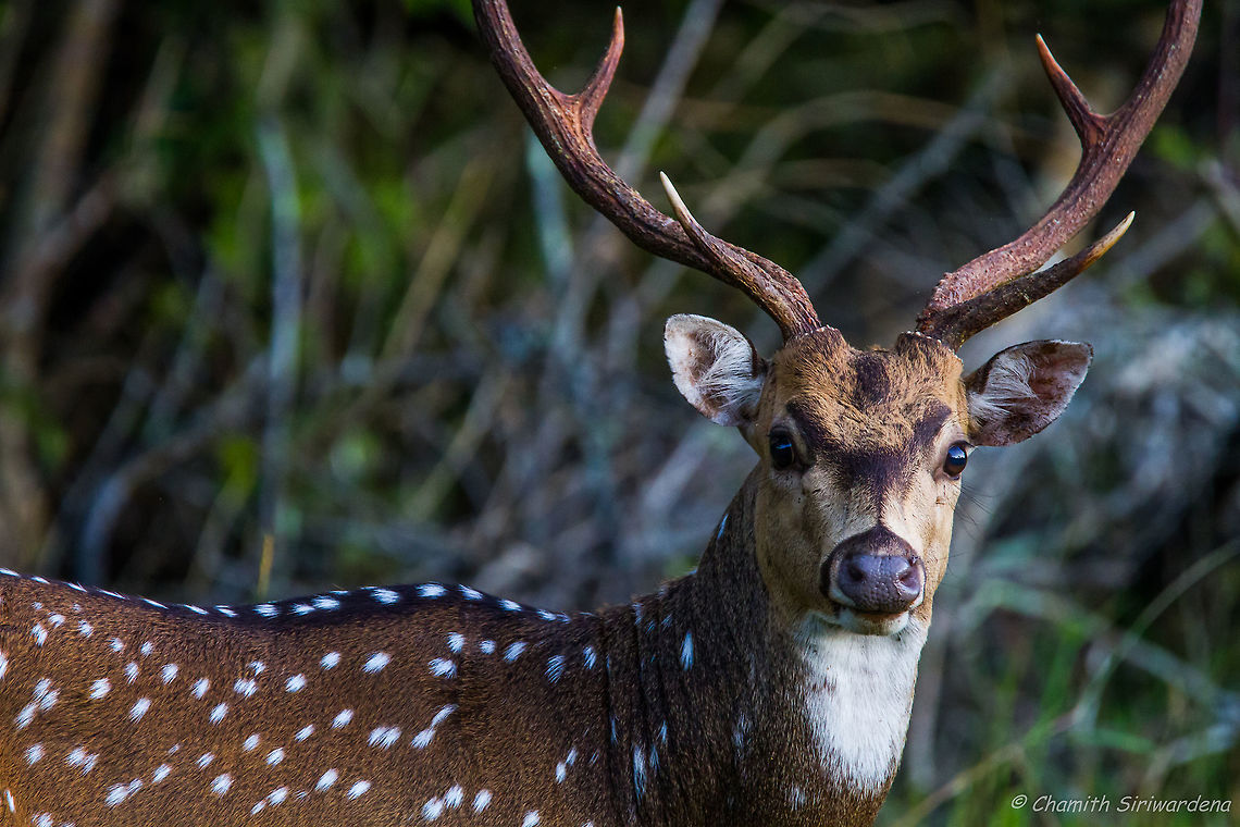 always vigilant A Sri Lankan Axis Deer (Axis axis ceylonensis) [තිත් මුවා in Sinhalese] in Wilpattu National Park, Sri Lanka Axis axis,Chital,Geotagged,Sri Lanka,nature,sri lankan beauty,wildlife,wilpattu,wilpattu national park