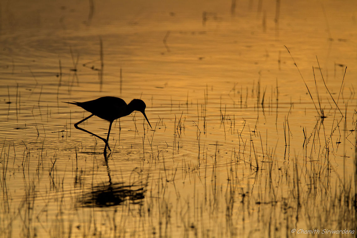 the fisherman A Black-Winged Stilt (Himantopus himantopus) in Wilpattu National Park, Sri Lanka Black-winged Stilt,Geotagged,Himantopus himantopus,Sri Lanka,Winter,nature,sri lanka,wildlife,wilpattu,wilpattu national park