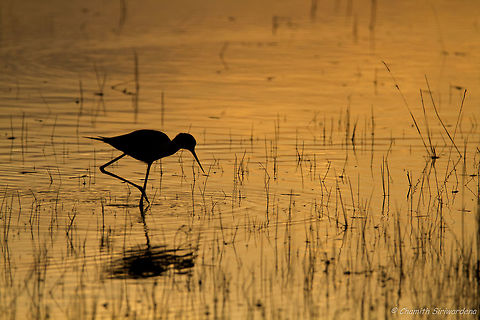 the fisherman A Black-Winged Stilt (Himantopus himantopus) in Wilpattu National Park, Sri Lanka Black-winged Stilt,Geotagged,Himantopus himantopus,Sri Lanka,Winter,nature,sri lanka,wildlife,wilpattu,wilpattu national park