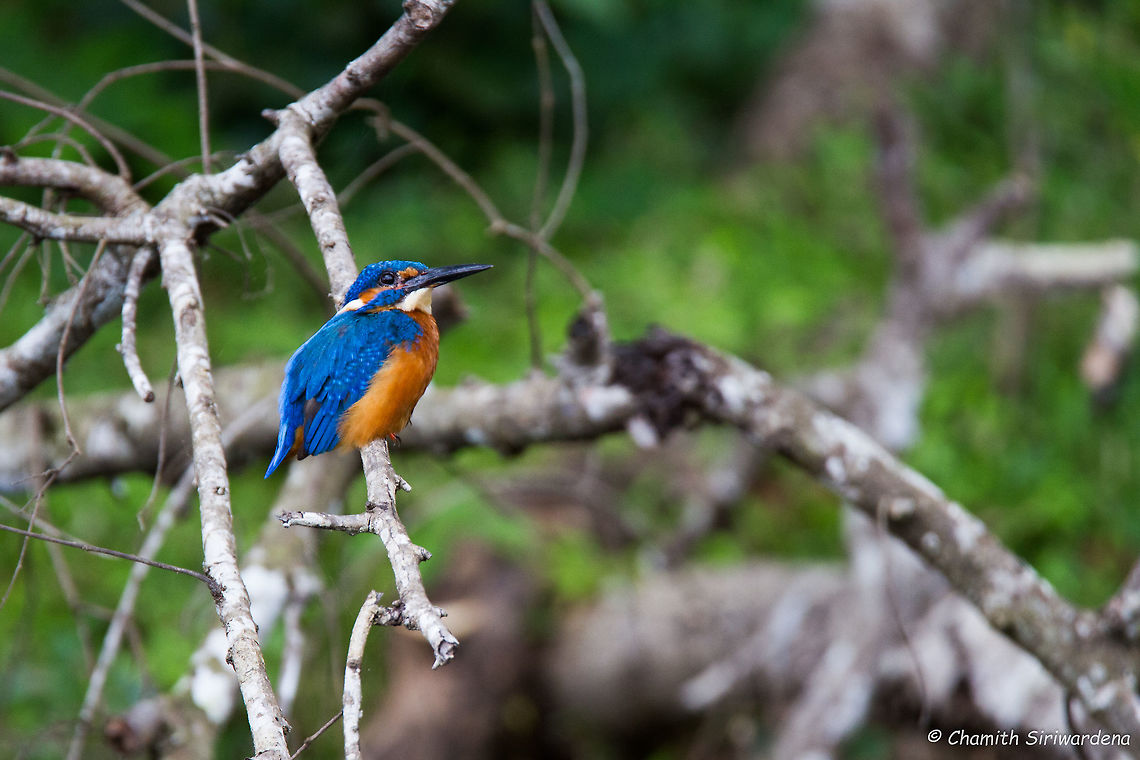 Common Kingfisher Staring A Common Kingfisher (Alcedo atthis) in Wilpattu National Park, Sri Lanka Alcedo atthis,Common Kingfisher,Geotagged,Sri Lanka,Wilpaththu,Winter,nature,wildlife,wilpattu national park