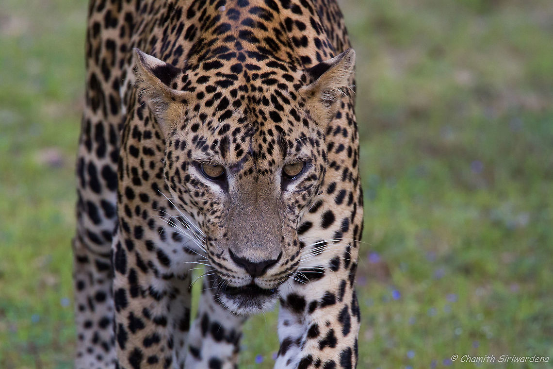 straight on A Sri Lankan Leopard (panthera pardus kotiya) in Wilpattu National Park Geotagged,Panthera pardus kotiya,Sri Lanka,Sri Lankan Leopard,Winter,cats,kotiya,leopard,nature,wildlife,wilpattu