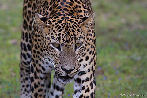 straight on A Sri Lankan Leopard (panthera pardus kotiya) in Wilpattu National Park Geotagged,Panthera pardus kotiya,Sri Lanka,Sri Lankan Leopard,Winter,cats,kotiya,leopard,nature,wildlife,wilpattu