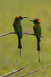 the first date A pair of Green Bee Eaters (Merops orientalis) on a dried tree branch in Wilpattu National Park, Sri Lanka Geotagged,Green bee-eater,Merops orientalis,Sri Lanka,Winter,green bee eater,sri lanka,wilpattu,wilpattu national park