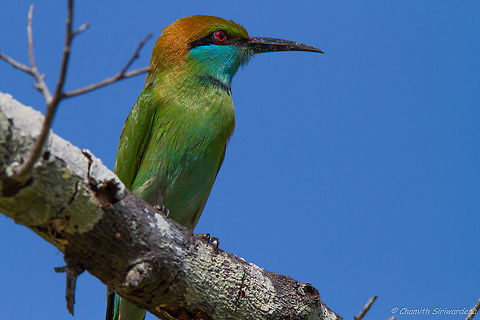 under the blue sky A Green Bee Eater on a tree branch in Wilpattu National Park, Sri Lanka Geotagged,Green bee-eater,Merops orientalis,Sri Lanka,Winter,birds,green bee eater,nature,sri lanka,wild life,wilpattu,wilpattu national park