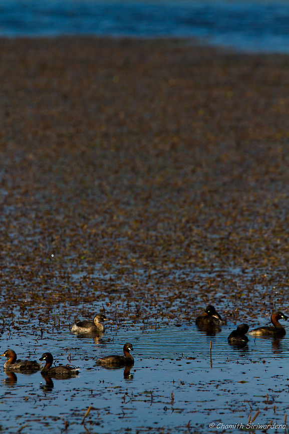 seven little ducks went swimming one day.. A paddling of Little Grebes in a lake in Wilpattu National Park, Sri Lanka Geotagged,Little Grebe,Sri Lanka,Tachybaptus ruficollis,Winter,nature,sri lanka,wilpattu,wilpattu national park