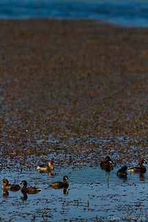 seven little ducks went swimming one day.. A paddling of Little Grebes in a lake in Wilpattu National Park, Sri Lanka Geotagged,Little Grebe,Sri Lanka,Tachybaptus ruficollis,Winter,nature,sri lanka,wilpattu,wilpattu national park