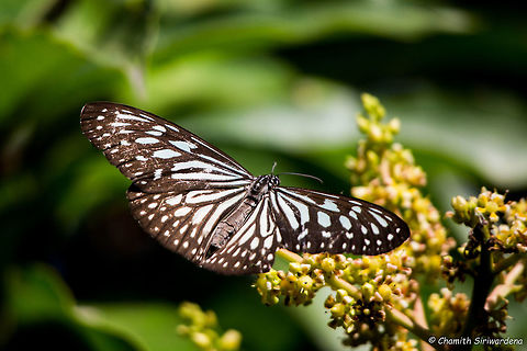 butterfly kisses A Glassy Tiger Butterfly (Parantica aglea) attracted to Mango Flowers Geotagged,Glassy Tiger,Parantica aglea,Sri Lanka,Winter,glassy tiger,mango flowers,nature,sri lanka,urban wildlife