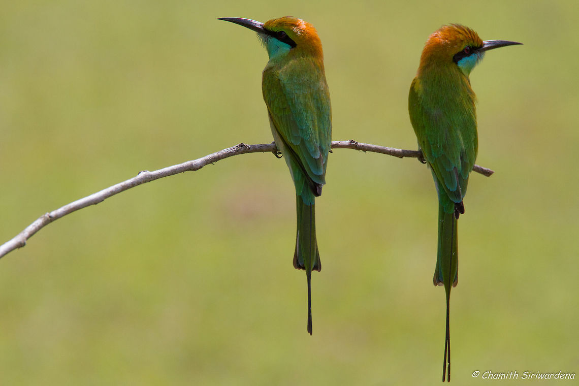 a little disagreement A pair of Bee Eaters (Merops Philippinus) in Wilpattu, National Park, Sri Lanka Geotagged,Green bee-eater,Merops orientalis,Sri Lanka,Winter,green bee eater,sri lanka,wilpattu,wilpattu national park