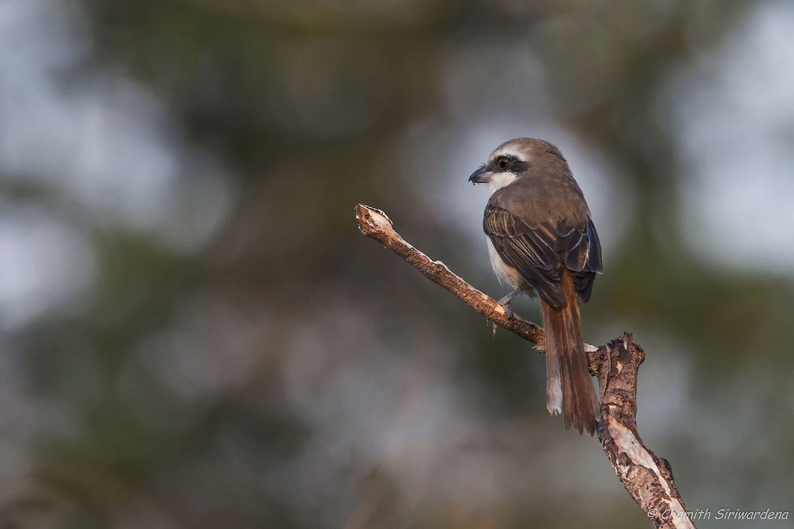 a break in between The dull-blue flycatcher (Eumyias sordida) in Wilpattu National Park, Sri Lanka Dull-blue flycatcher,Eumyias sordida,Geotagged,Lanius cristatus,Sri Lanka,Winter,birds,nature,sri lanka,wilpattu,wilpattu national park