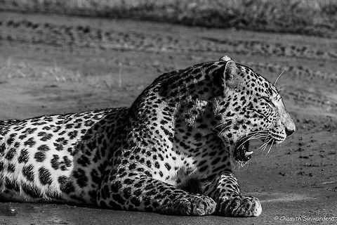 yawning; not roaring ... A yawning leopard (Panthera pardus kotiya) in Wilpattu National Park, Sri Lanka. Geotagged,Panthera pardus kotiya,Sri Lanka,Sri Lankan Leopard,Winter,leopard,nature. wildlife,srilanka,wilpattu,yawning
