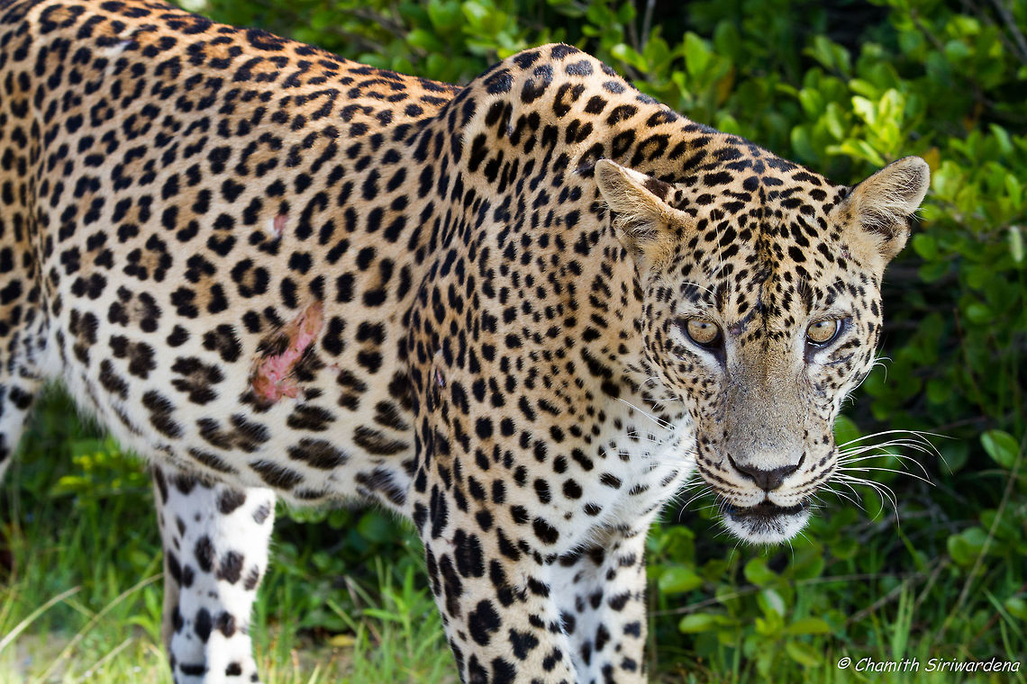 it hurts me.. do i look ok? A Sri Lankan Leopard (panthera pardus kotiya) in Wilpattu National Park<br />
If you didn&#039;t already notice, this leopard (commonly known as &#039;natta&#039;) had a quite big wound on the right side of his torso. Geotagged,Panthera pardus kotiya,Sri Lanka,Sri Lankan Leopard,Sri Lankan leopard,Wilpaththu,Winter,nature,sri lanka,wildlife,wilpattu national park