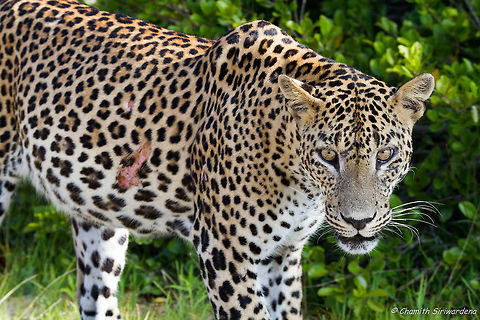 it hurts me.. do i look ok? A Sri Lankan Leopard (panthera pardus kotiya) in Wilpattu National Park
If you didn't already notice, this leopard (commonly known as 'natta') had a quite big wound on the right side of his torso. Geotagged,Panthera pardus kotiya,Sri Lanka,Sri Lankan Leopard,Sri Lankan leopard,Wilpaththu,Winter,nature,sri lanka,wildlife,wilpattu national park
