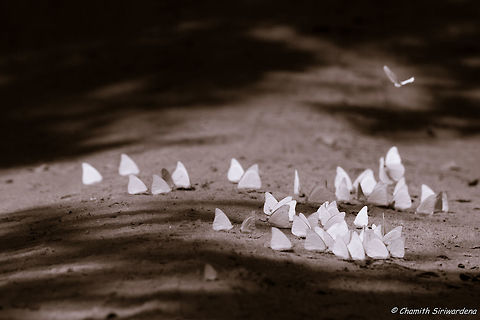 the transit point a rabble of Lemon Emigrant (Catopsilia pomona) butterflies in Wilpattu National Park, Sri Lanka Catopsilia pomona,Geotagged,Lemon Emigrant,Sri Lanka,Winter,butterflies,sri lanka,wilpattu,wilpattu national park