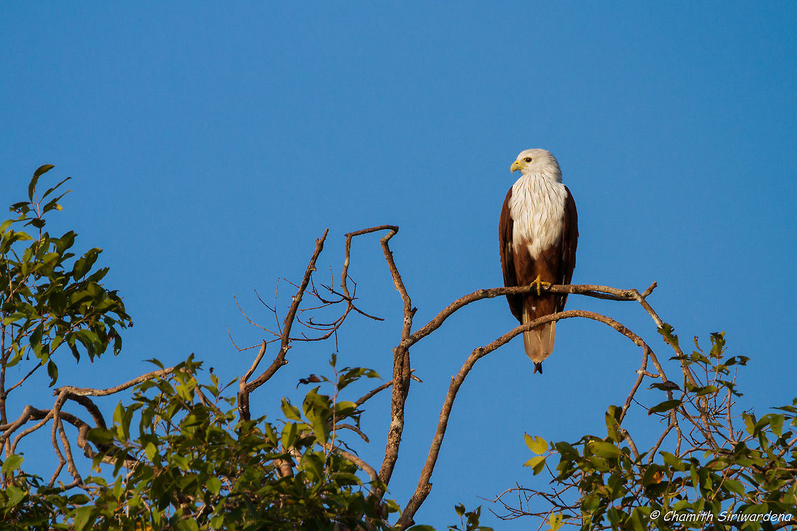 looking for a bird's eye view A Brahminy Kite in Wilpattu National Park, Sri Lanka Brahminy Kite,Geotagged,Haliastur indus,Sri Lanka