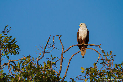looking for a bird's eye view A Brahminy Kite in Wilpattu National Park, Sri Lanka Brahminy Kite,Geotagged,Haliastur indus,Sri Lanka