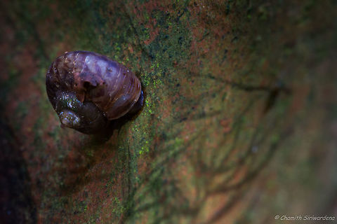 no complaints pls .. this is fast enough for me .. A snail trying to reach its destination. I took this photo (with 1s shutter) with no fear of the subject movement. Geotagged,Spring,Sri Lanka,snail
