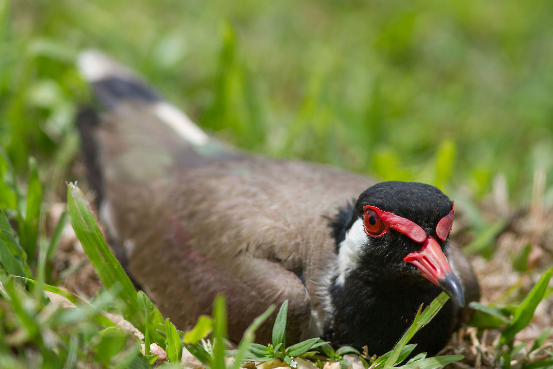 the motherhood ... A red-wattled lapwing incubating her eggs Geotagged,Red-wattled Lapwing,Sri Lanka,Summer,Vanellus indicus,boralesgamuwa,urban wildlife
