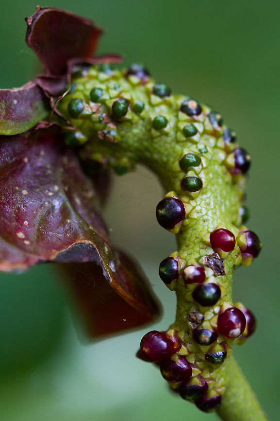 ready for reproduction? Anthurium seeds in our home garden<br />
<br />
#anthurium #seeds #reproduction Anthurium andraeanum,Anthurium seeds reproduction,Geotagged,Painter's Palette,Sri Lanka,Summer