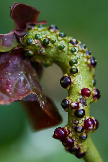 ready for reproduction? Anthurium seeds in our home garden

#anthurium #seeds #reproduction Anthurium andraeanum,Anthurium seeds reproduction,Geotagged,Painter's Palette,Sri Lanka,Summer