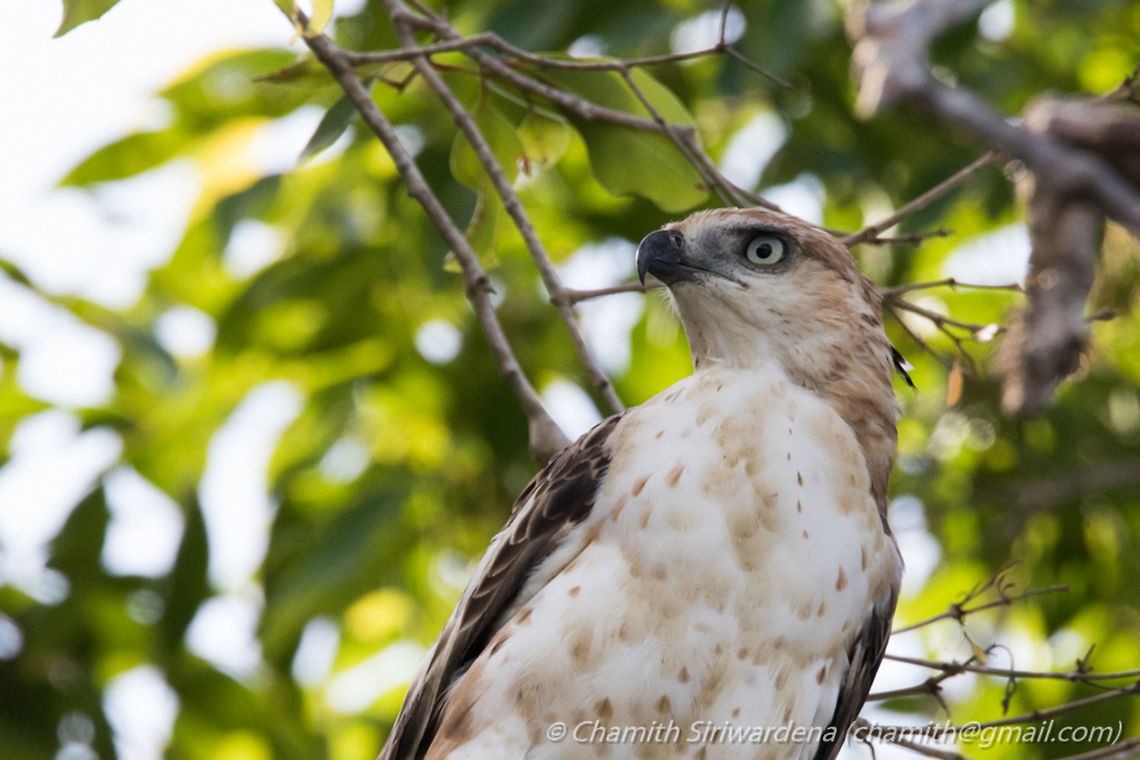 Crested Hawk-Eagle Crested Hawk-Eagle @ Wilpattu National Park, Sri Lanka Changeable Hawk-Eagle,Geotagged,Nisaetus cirrhatus,Sri Lanka,Summer,wilpattu,wilpattu national park