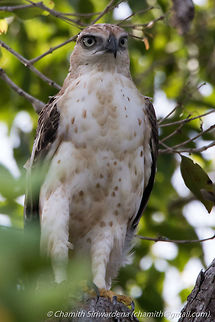 Crested Hawk-Eagle Crested Hawk-Eagle @ Wilpattu National Park, Sri Lanka Changeable hawk-eagle,Nisaetus cirrhatus,sri lanka,wilpattu,wilpattu national park