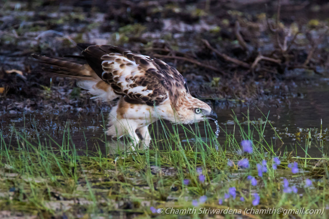 Crested Hawk-Eagle Crested Hawk-Eagle @ Wilpattu National Park, Sri Lanka Changeable Hawk-Eagle,Nisaetus cirrhatus,wilpattu,wilpattu national park