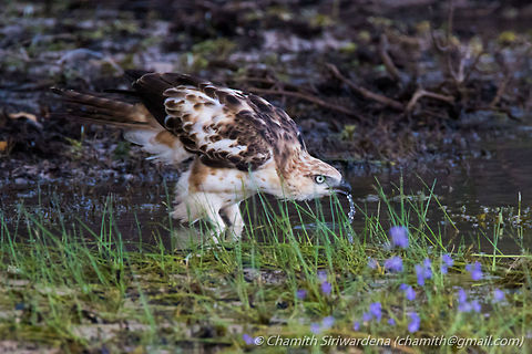 Crested Hawk-Eagle Crested Hawk-Eagle @ Wilpattu National Park, Sri Lanka Changeable Hawk-Eagle,Nisaetus cirrhatus,wilpattu,wilpattu national park