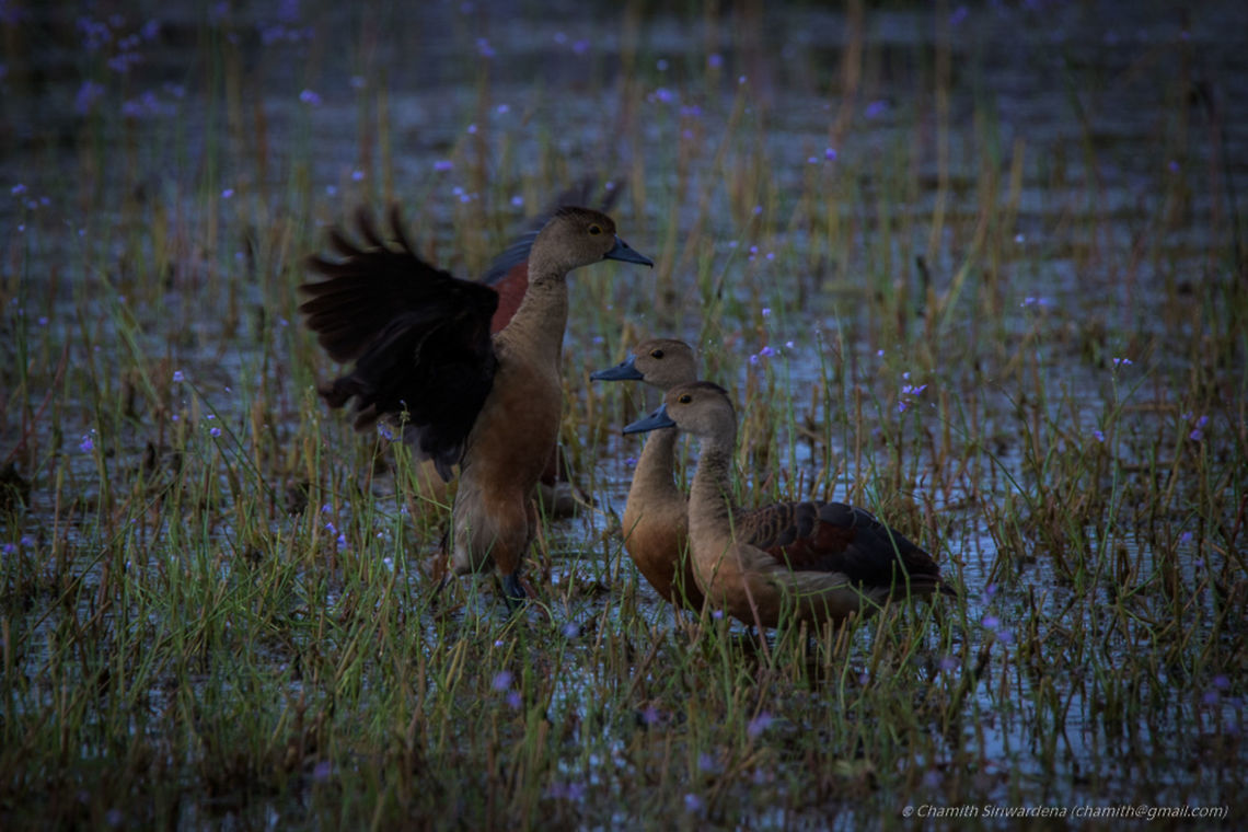 the flight lesson ... Lesser Whistling Ducks aka Indian Whistling Duck or Lesser Whistling Teal (Dendrocygna javanica) in Wilpattu National Park, Sri Lanka Dendrocygna javanica,Geotagged,Lesser Whistling Duck,Sri Lanka,Summer,sri lanka,wilpattu,wilpattu national park