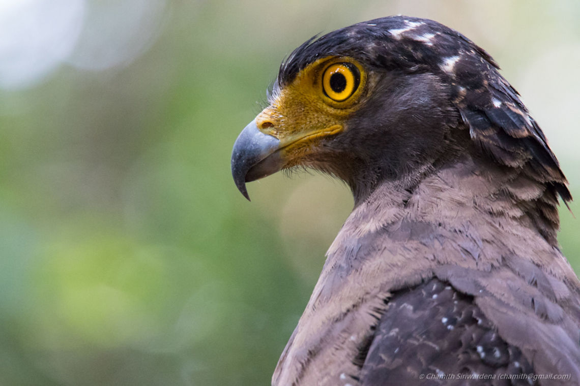 Crested Serpent Eagle Crested Serpent Eagle in Wilpattu National Park Crested Serpent Eagle,Spilornis cheela,Sri Lanka,wilpattu,wilpattu national park