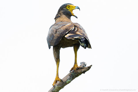 Crested Serpent Eagle Crested Serpent Eagle in Wilpattu National Park, Sri Lanka Crested Serpent Eagle,Spilornis cheela,Sri Lanka,wilpattu,wilpattu national park