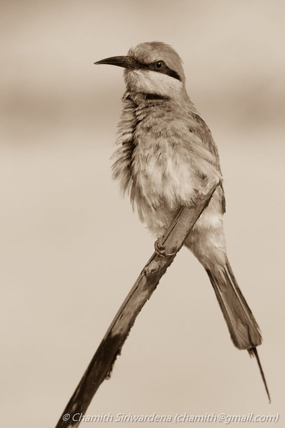 that peaceful moment A Green Bee Eater in Wilpattu National Park, Sri Lanka Green bee-eater,Merops orientalis,Sri Lanka,wilpattu,wilpattu national park