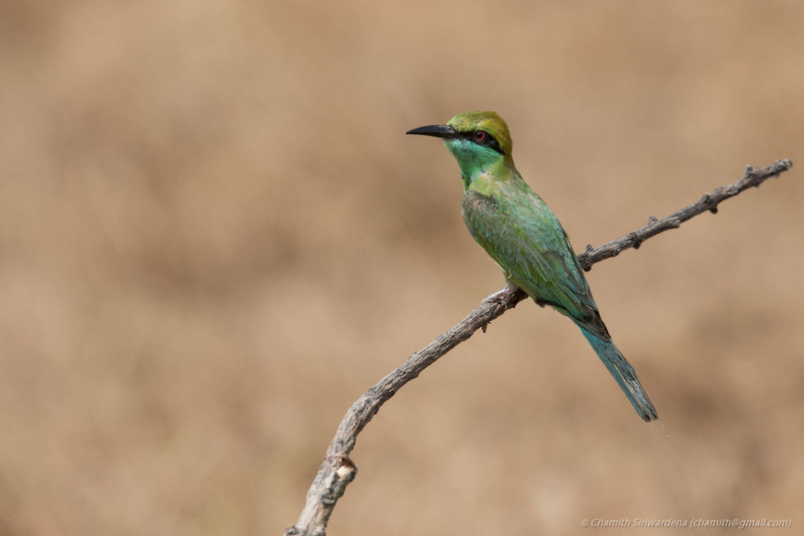 the only green thing by far ... A green bee-eater (Merops orientalis) in Wilpattu National Park, Sri Lanka<br />
<br />
#greenbeeeater #beeeater #wilpattu #srilanka #nature #wildlife Green Bee-eater,Green bee-eater,Merops orientalis,Sri Lanka,Srilanka,bee-eater,wildlife,wilpattu,wilpattu national park