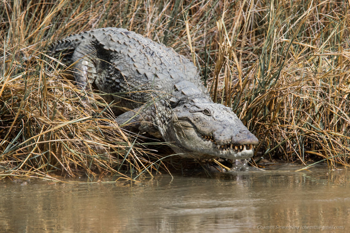 best way to keep cool when it's hot ... A Marsh Crocodile (Crocodylus palustris) getting into water in Wilpattu National Park, Sri Lanka<br />
<br />
#marshcrocodile #crocodile #water #wilpattu #nature #srilanka Crocodylus palustris,Mugger crocodile,nature,sri lanka,srilanka,wildlife,wilpattu,wilpattu national park