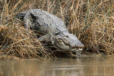 best way to keep cool when it's hot ... A Marsh Crocodile (Crocodylus palustris) getting into water in Wilpattu National Park, Sri Lanka

#marshcrocodile #crocodile #water #wilpattu #nature #srilanka Crocodylus palustris,Mugger crocodile,nature,sri lanka,srilanka,wildlife,wilpattu,wilpattu national park
