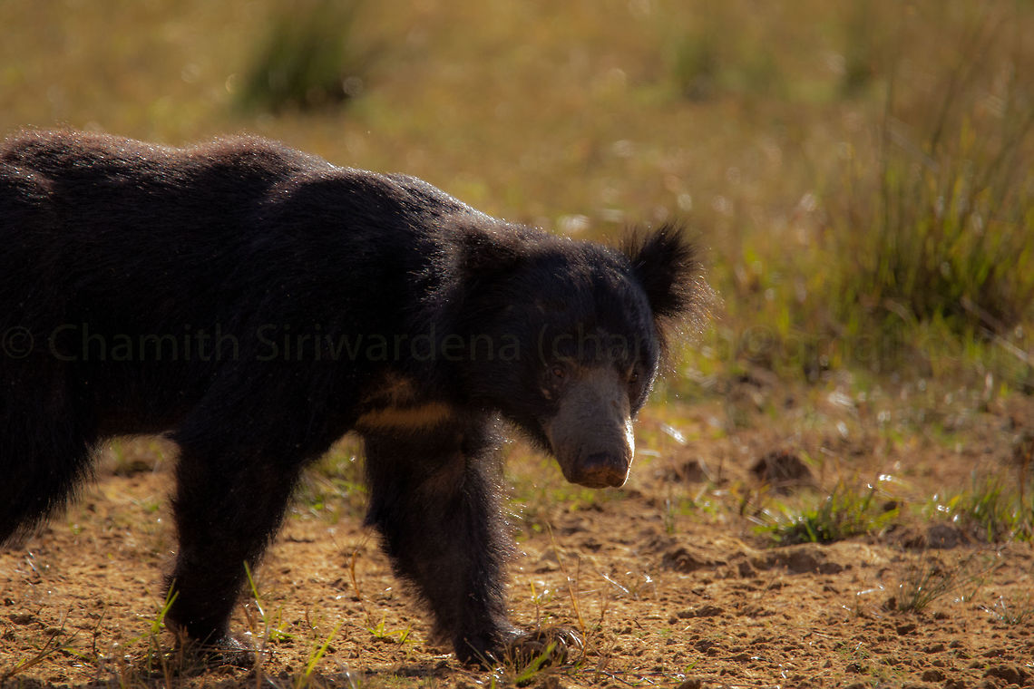 a walk at the sunset Sri Lankan Sloth Bear in Wilpattu National Park, Sri Lanka Geotagged,Melursus ursinus,Melursus ursinus inornatus,Sloth bear,Sri Lanka,Sri Lankan sloth bear,Summer,sri lankan sloth bear