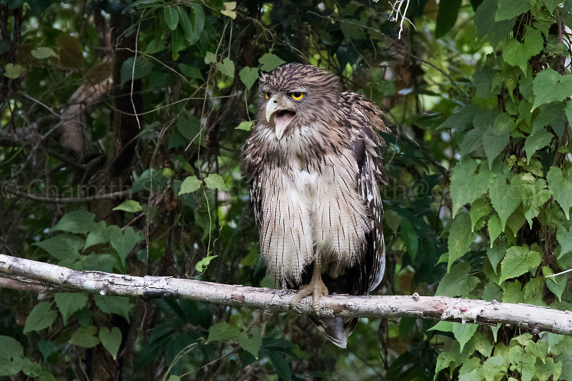 I'm not angry.. just making my point.. A Brown Fish Owl in Wilpattu National Park, Sri Lanka Brown fish owl,Bubo zeylonensis,Geotagged,Owl,Sri Lanka,Summer,wilpattu,wilpattu national park