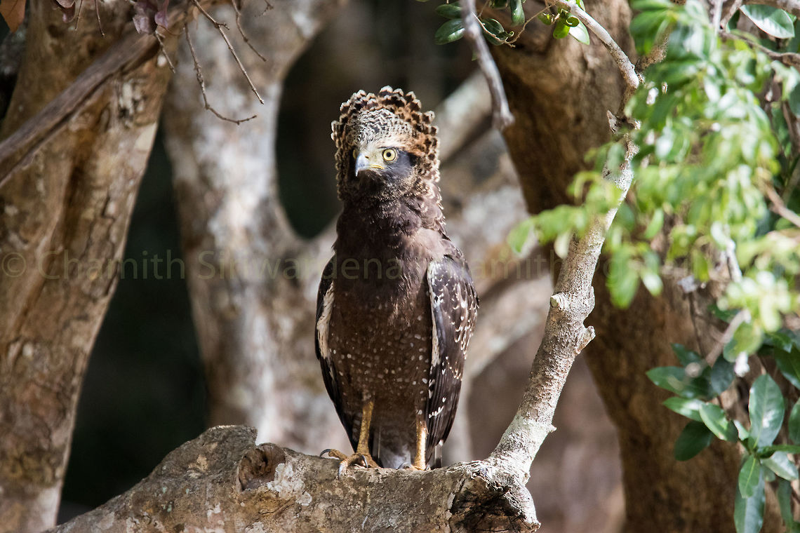 I'm a clown bird.. do I look funny? A Crested Serpent Eagle in Wilpattu National Park, Sri Lanka Crested Serpent Eagle,Spilornis cheela,Sri Lanka,wilpattu,wilpattu national park