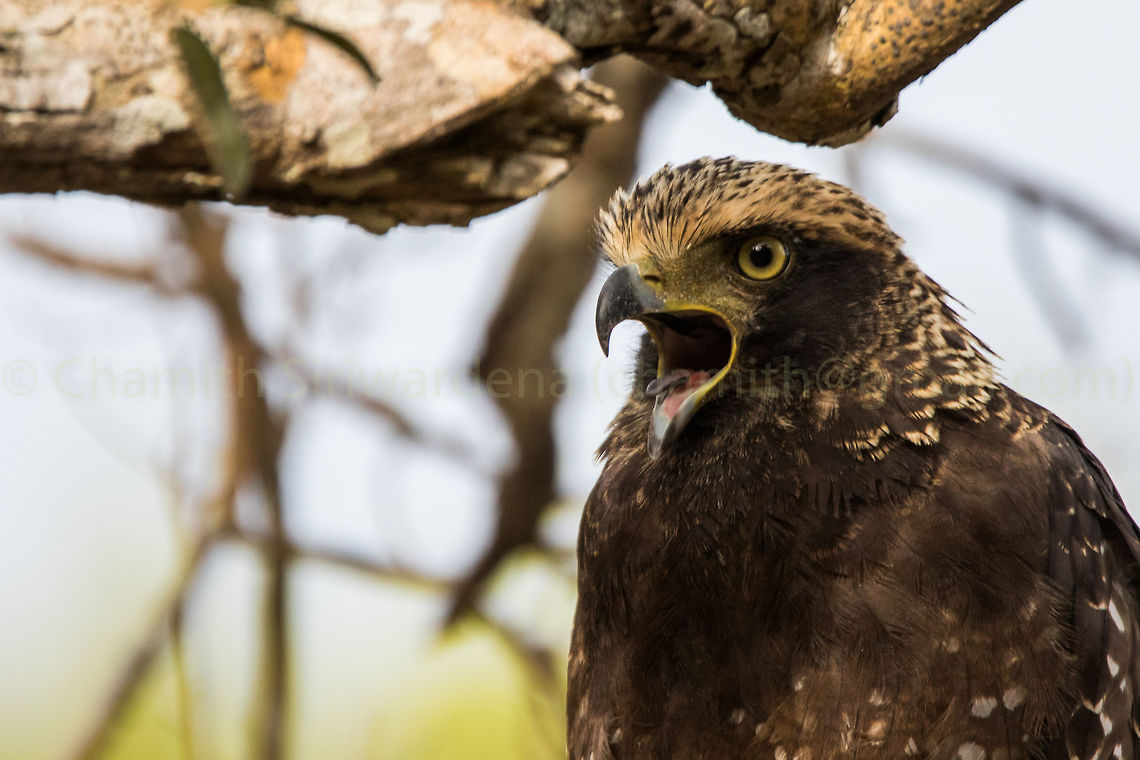 Crested Serpent Eagle closeup  Crested Serpent Eagle,Geotagged,Spilornis cheela,Sri Lanka,Summer