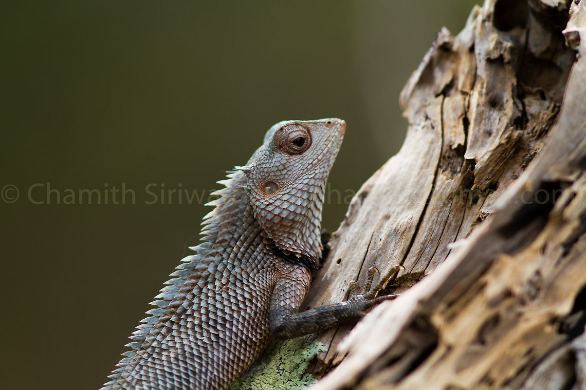 climbing up ... An Oriental Garden Lizard in Wilpattu National Park, Sri Lanka Calotes versicolor,Oriental Garden Lizard