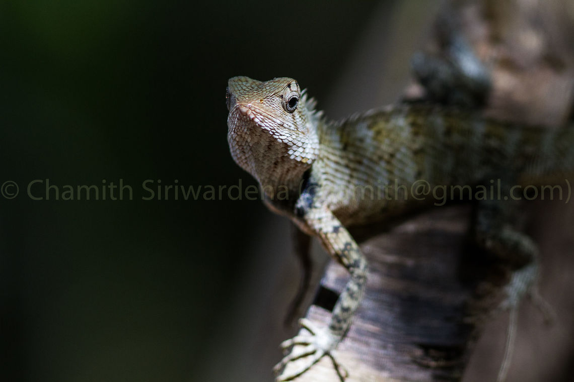 Whistling Lizard front view  Calotes liolepis,Calotes versicolor,Geotagged,Oriental Garden Lizard,Sri Lanka,Summer,Whistling Lizard