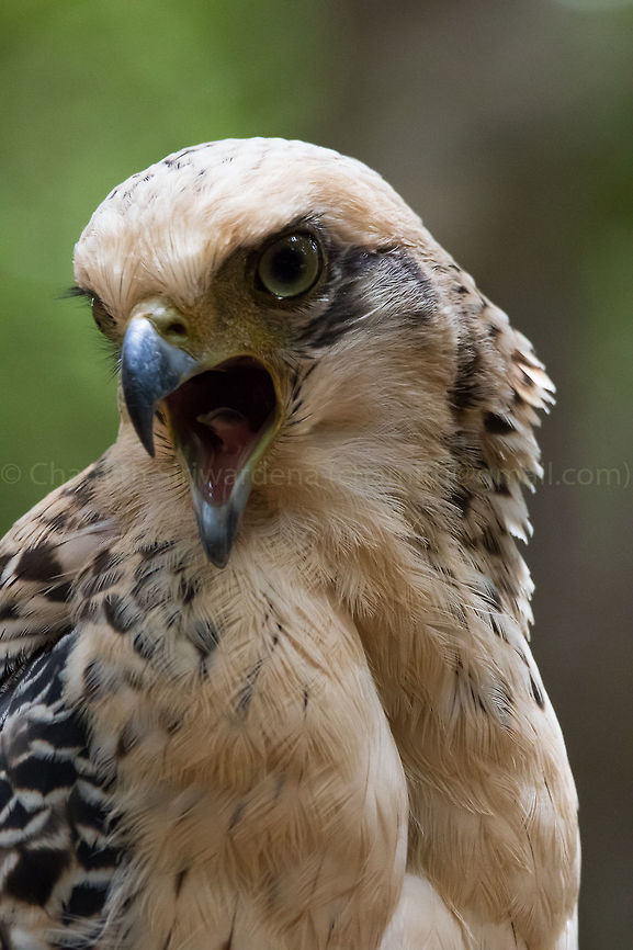 keep silent and let me speak A Crested Hawk-Eagle in Wilpattu National Park, Sri Lanka Changeable hawk-eagle,Nisaetus cirrhatus,Sri Lanka,wilpattu,wilpattu national park