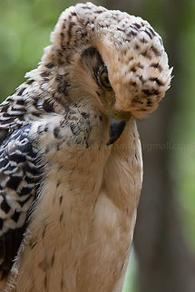 the swan pose A Crested Hawk-Eagle in Wilpattu National Park, Sri Lanka Changeable hawk-eagle,Nisaetus cirrhatus