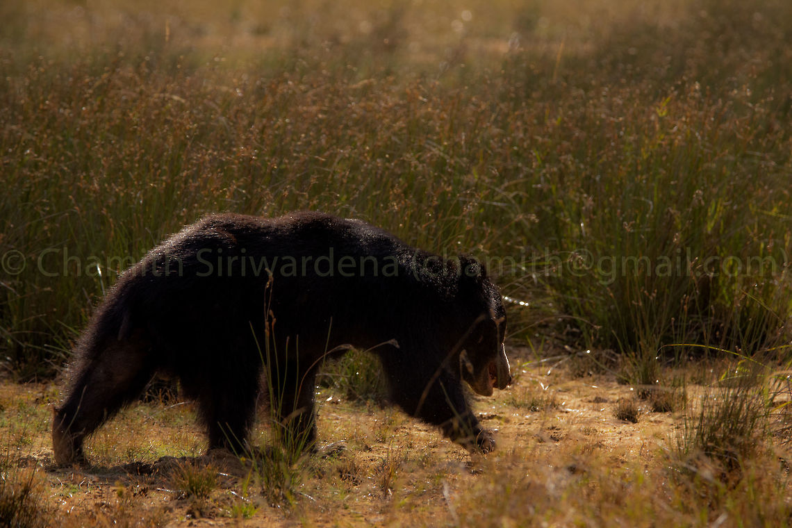 going back home for family A Sri Lankan sloth bear in Wilpattu National Park, Sri Lanka Geotagged,Melursus ursinus inornatus,Sri Lanka,Sri Lankan sloth bear,Summer,wilpattu,wilpattu national park