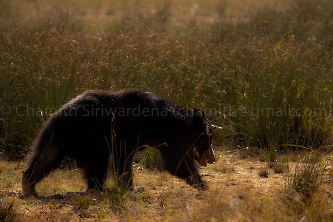 going back home for family A Sri Lankan sloth bear in Wilpattu National Park, Sri Lanka Geotagged,Melursus ursinus inornatus,Sri Lanka,Sri Lankan sloth bear,Summer,wilpattu,wilpattu national park