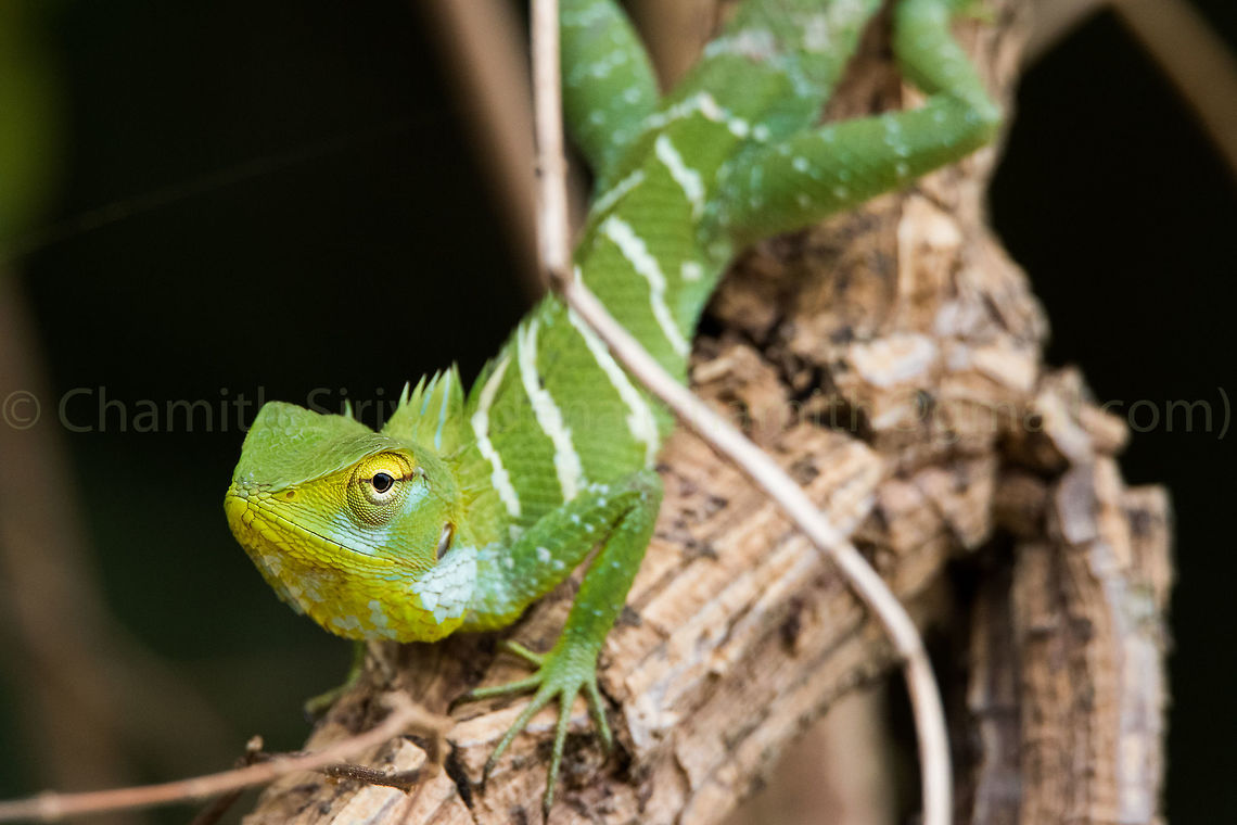 Common Green Forest Lizard A Common Green Forest Lizard in Wilpattu National Park, Sri Lanka Calotes calotes,Common Green Forest Lizard,Geotagged,Sri Lanka,Summer,wilpattu,wilpattu national park