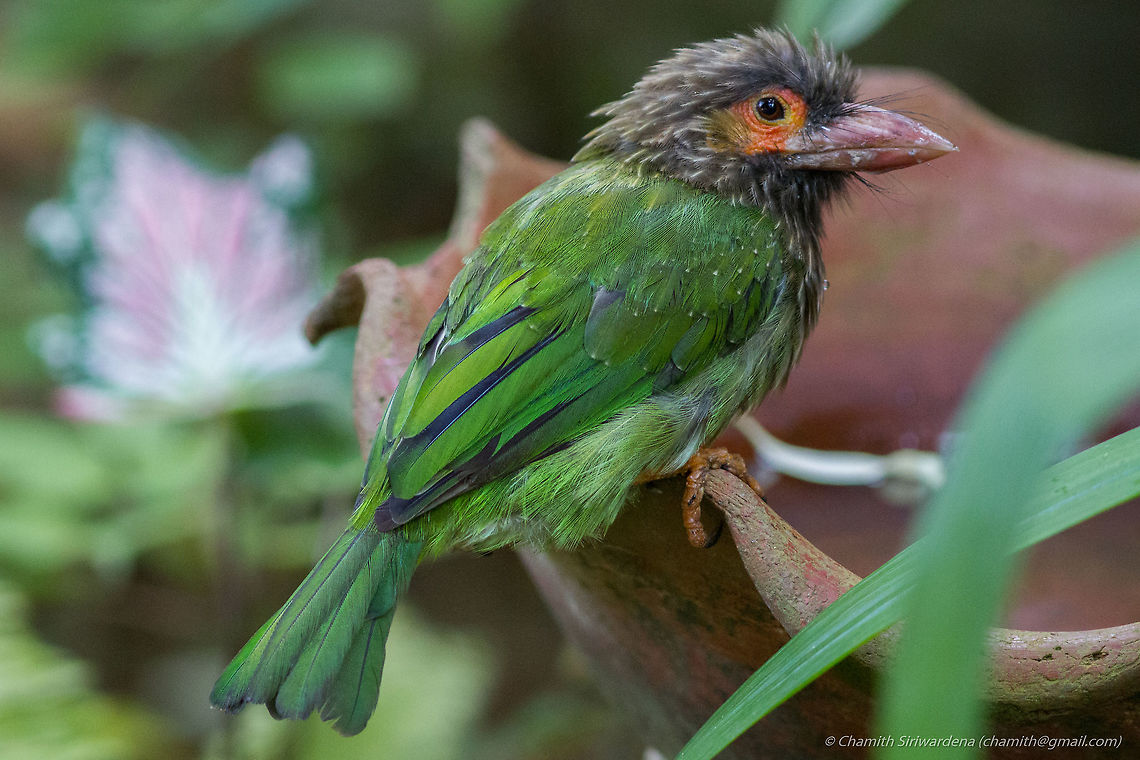 a visitor in the front yard A Brown-headed Barbet in our front yard this morning. Brown-headed Barbet,Megalaima zeylanica