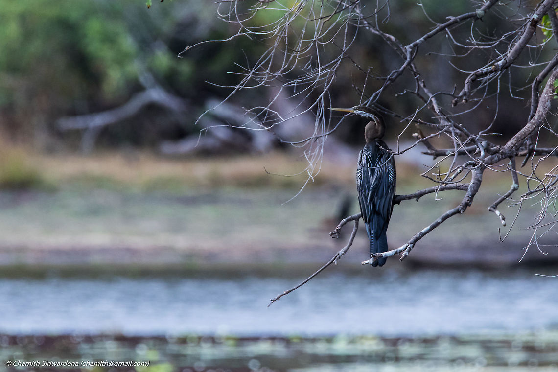 will the breakfast be served soon? An Oriental darter (Anhinga melanogaster) in Wilpattu National Park, Sri Lanka Anhinga melanogaster,Oriental Darter,Oriental darter,Sri Lanka,wilpattu,wilpattu national park